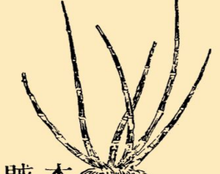 本草纲目&middot;第八卷&middot;草部&middot;木贼具体内容是什么？