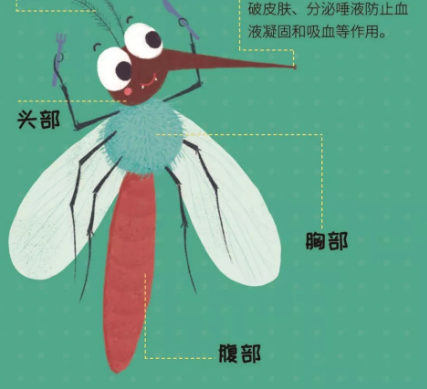 蚊子是怎么来的？演化的过程是什么样的？