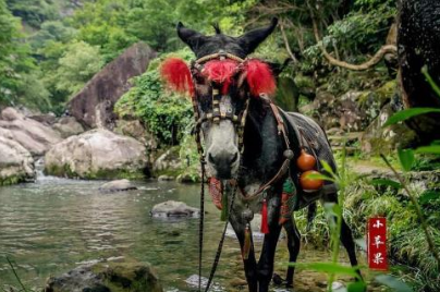 《陈情令》什么时候播出？萌宠小苹果，气质像极魏无羡，仙子变哈士奇