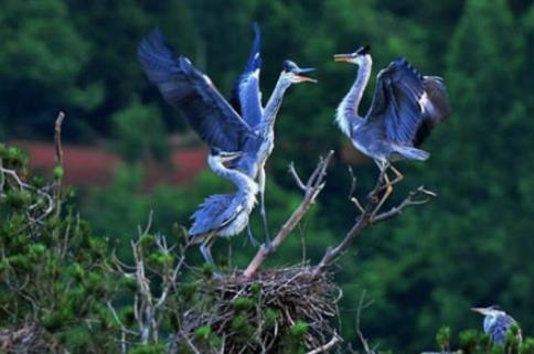 秦始皇的祖先：帮舜帝驯服鸟兽，助大禹治水