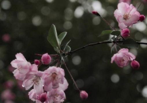 盘点四首《玉楼春》宋词绝唱，每首都有千古名句