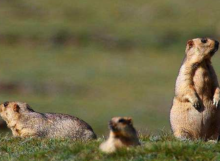 明末鼠疫到底有多严重 每天有上千棺材堵住城门