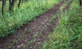 龙兴之地的地址在哪里？为保护它清朝做了什么