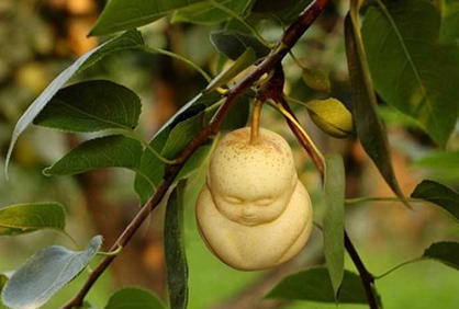 人参果树下全是尸骨是什么意思？人参果的秘密是什么？
