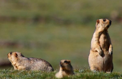 鼠疫对明朝的影响有多大 华北地区就造成了一千多万人的死亡