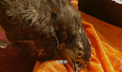 《雍正王朝》王掞为何说自己不输不赢？王掞是为什么死的？