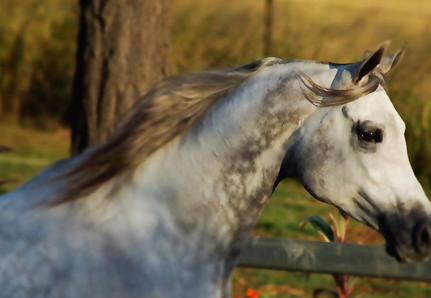 赵云坐骑的马叫做什么名字 赵云的马是怎么死的