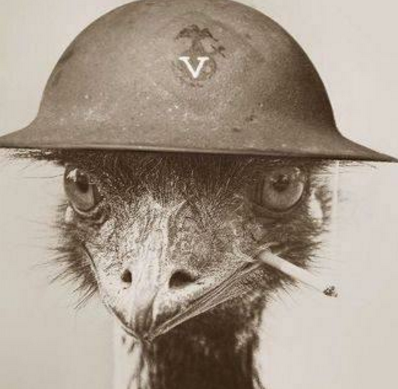 鸸鹋战争是怎么打响的 为什么澳大利亚政府会对这种动物下手呢