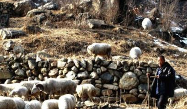 江苏发现楚王墓，考古队不挖，后被盗出，成&ldquo;摇钱树&rdquo;卖了500万 