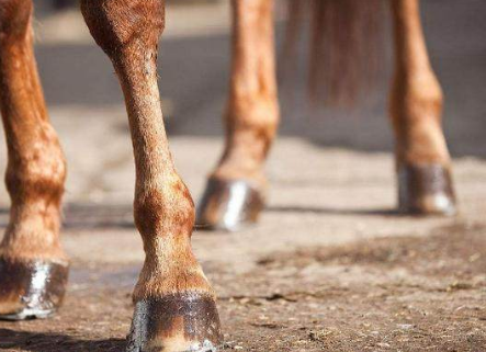 古代战马为什么打马掌呢 这么做马会不会很疼呢