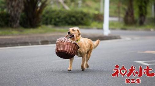 《神犬小七3》姜潮宋妍霏刻苦训练，小七刻苦训练战胜恐惧