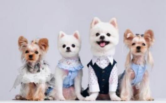 宠物衣服属于哪种垃圾？宠物衣服是干垃圾还是可回收垃圾？