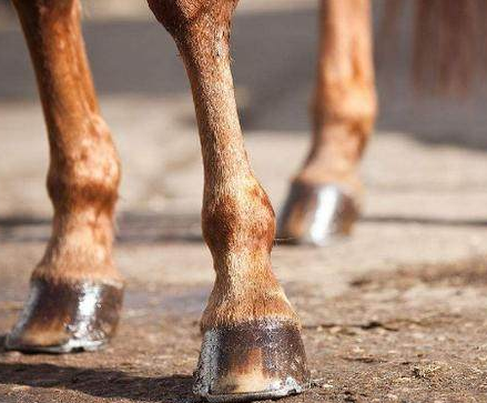古代战马为什么要打马掌 打马掌的时候会不会对马有伤害呢