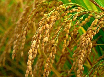 宋朝时期的国土面积最小 人口数量为什么还如此之多