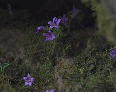 《王国》第二季中生死草存在吗？生死草真能起死回生吗？