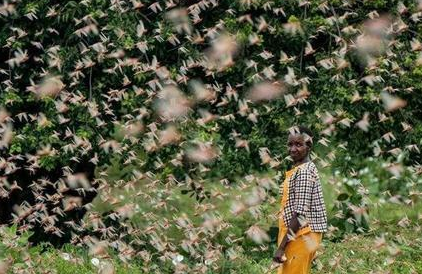 古人明明知道蝗虫是可以吃的 古人为何宁愿饿死都不吃