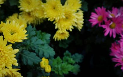 诉衷情·芙蓉金菊斗馨香描绘了什么场景？该宋词如何理解？