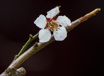 南宋诗人卢梅坡，仅以两首《雪梅》千古留名