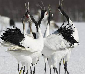 盘点古代帝王的奇葩宠物 鲁国大夫臧文仲的宠物是乌龟