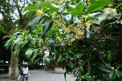 秋分和立秋的区别在哪里？到底哪一个才是秋天？