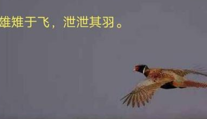 雄雉描绘的内容是什么？该如何赏析诗经中的雄雉？ 