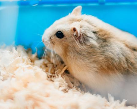 明末时期的鼠疫到底有多可拍 明朝真的是被一场鼠疫所毁灭的吗