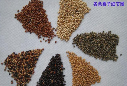黍作为五谷之一却渐渐从大家视野中淡出，这是因为什么呢？