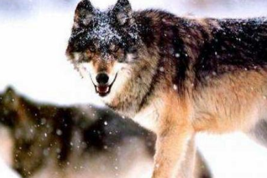 明朝时期的广西狼兵战斗力如何 为何有&ldquo;杂牌军中的王牌&rdquo;的说法呢