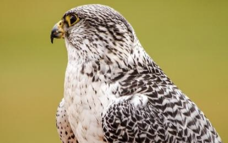 海东青是什么？清朝皇帝为了一只海东青能一掷千金