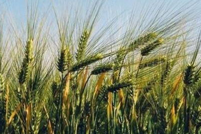 在同样耕地的情况下 清朝的人口是如何快速增长的