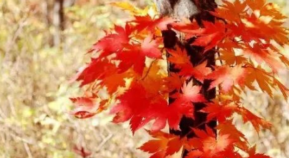宋词之减字木兰花·伤怀离抱赏析，该词的作者想告诉我们什么？