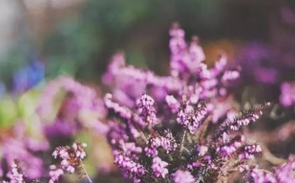 陈东甫之长相思·花深深，这首宋代诗词该怎么鉴赏？