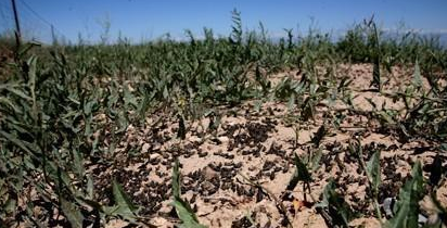 在没有杀虫剂和设备的古代 古人是怎么消灭蝗虫的