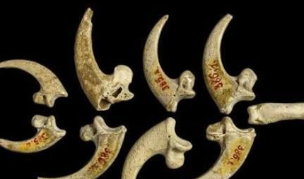 尼安德特人有着怎样的生活习性？他们会吃自己的同伴吗