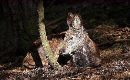 古代真的闻麝香就会流产吗 果然电视演的都是骗人的