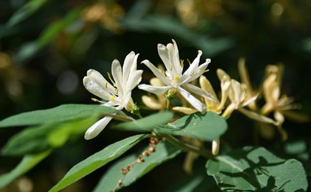 梦中出现“金银花”是好是坏？有何象征意义？