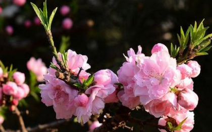 宋词鉴赏之虞美人·碧桃天上栽和露，其表达了作者什么情感？
