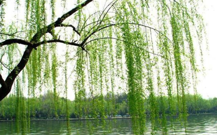 贺知章笔下的春天，短短四句却都是千古名句