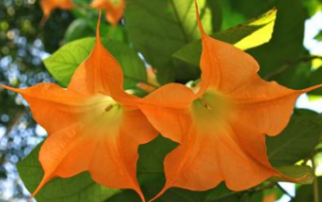 古代真的有蒙汗药吗？是怎么制成的呢？