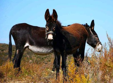 古代文人为什么喜欢骑驴 仅仅是因为驴子温顺好骑吗