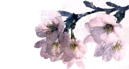 落花有什么寓意？落花在诗词中用来比喻什么？