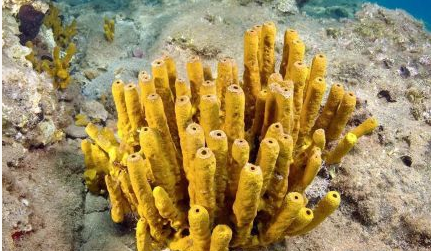 海绵动物简介 海绵动物有哪些？