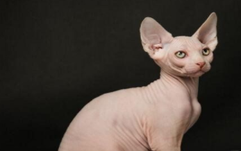 斯芬克斯猫的外貌非常丑陋，为何却价值不菲呢？