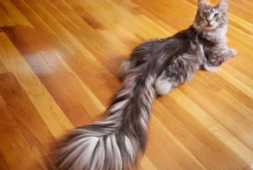 吉尼斯世界纪录介绍：地球上尾巴最长的猫