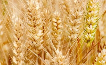 古代的主要食物是什么 古人一般都吃什么呢