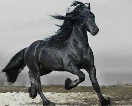 除了赤兔马之外，历史上还有哪些名马？