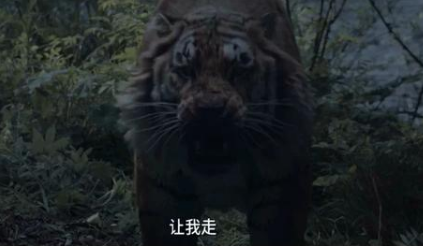 《老虎》剧情怎么样?人与兽的较量，人心与人性的比拼