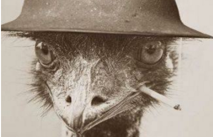 鸸鹋战争简介 战争的过程及结果是什么样的