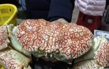 全世界最重的大闸蟹有多重？媲美一个瘦小成人