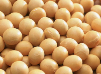 大豆属于哪种垃圾？大豆是干垃圾还是湿垃圾？